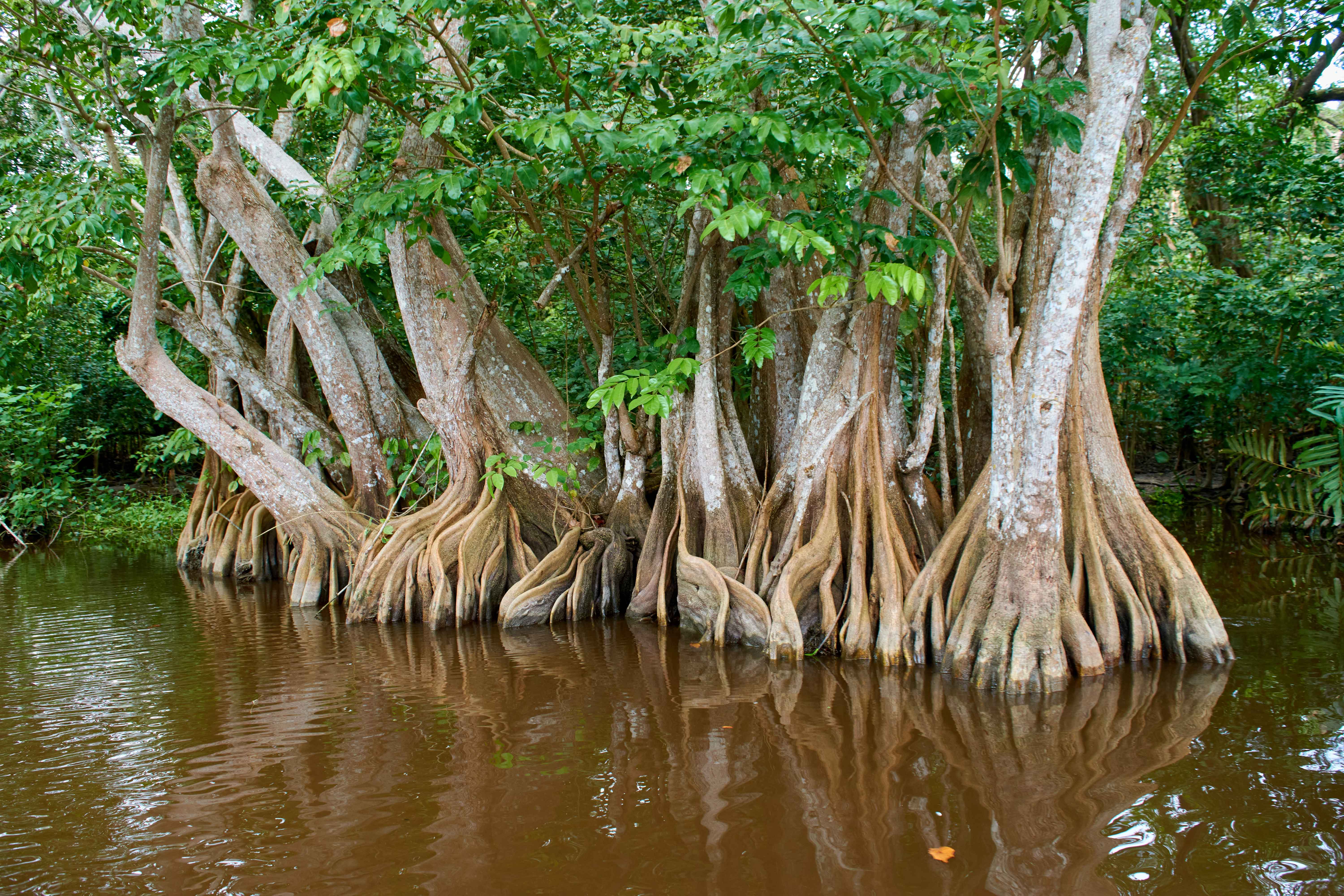 Mangroven Kolumbien Cartagena TIM JENNERJAHN ZMT web