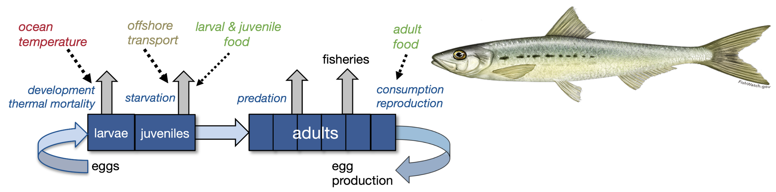 •	Process-based life-cycle model of small pelagic fish, predators, fisheries, and environmental interactions in the California Current.