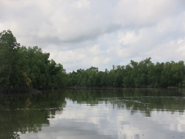 mangroves 1 mangroves 1