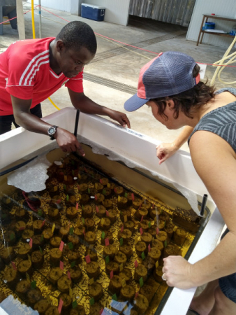 Seagrasses for Life Workshop Znazibar Nov 2019  15  Seagrasses for Life Workshop Znazibar Nov 2019  15