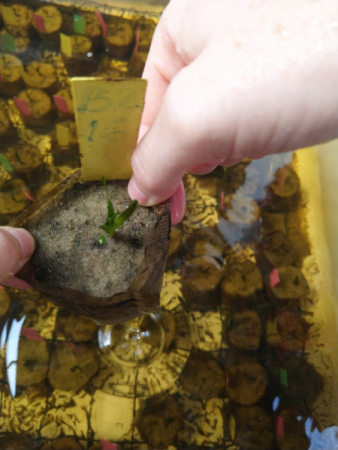 Seagrasses for Life Workshop Znazibar Nov 2019  16  Seagrasses for Life Workshop Znazibar Nov 2019  16