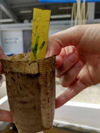 Seagrasses for Life Workshop Znazibar Nov 2019  17  Seagrasses for Life Workshop Znazibar Nov 2019  17
