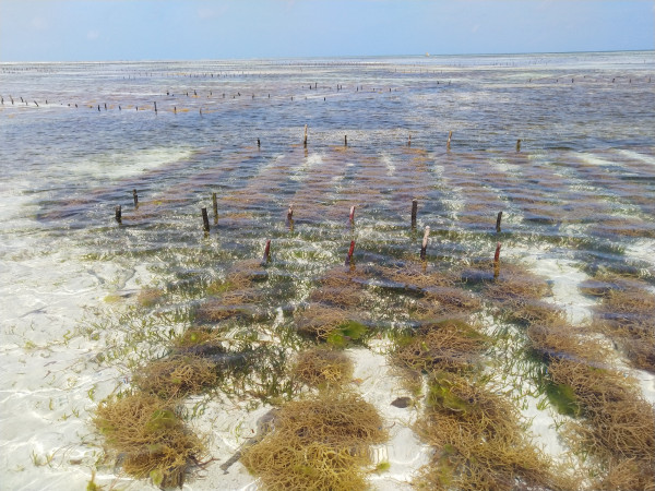 Seagrasses for Life Workshop Znazibar Nov 2019  18  Seagrasses for Life Workshop Znazibar Nov 2019  18