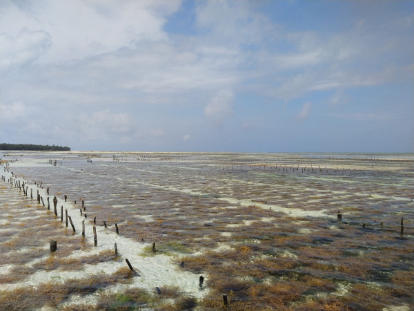 Seagrasses for Life Workshop Znazibar Nov 2019  19  Seagrasses for Life Workshop Znazibar Nov 2019  19