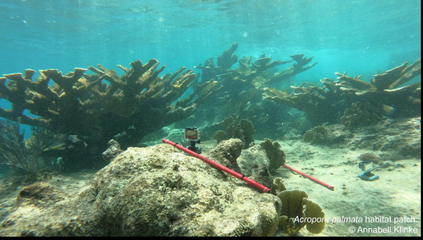 Curacao Expedition Klinke Bejarano May 2022     July 2022  3  Curacao Expedition Klinke Bejarano May 2022     July 2022  3