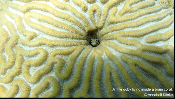 Curacao Expedition Klinke Bejarano May 2022     July 2022  5  Curacao Expedition Klinke Bejarano May 2022     July 2022  5