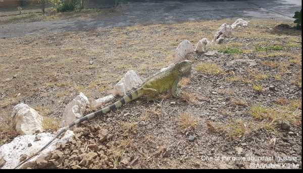 Curacao Expedition Klinke Bejarano May 2022     July 2022  6  Curacao Expedition Klinke Bejarano May 2022     July 2022  6