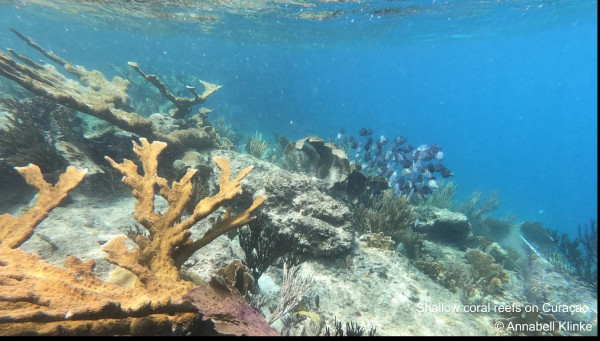 Curacao Expedition Klinke Bejarano May 2022     July 2022  7  Curacao Expedition Klinke Bejarano May 2022     July 2022  7