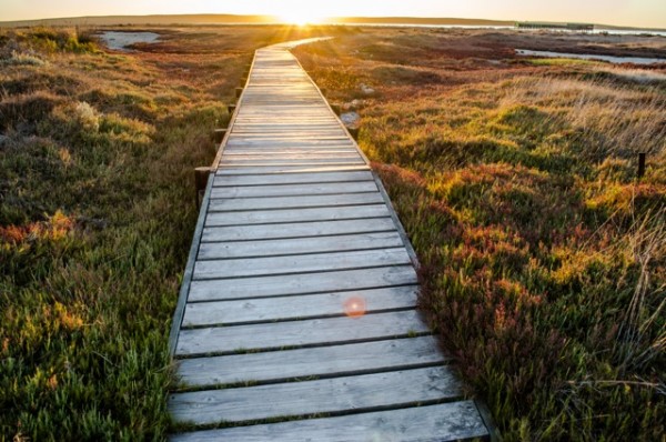 Boardwalk Birdhide Geelbek Boardwalk Birdhide Geelbek