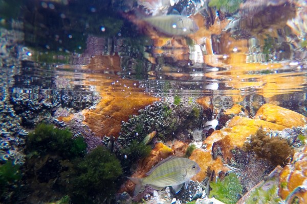 Cape Stumpnose Rockpool Cape Stumpnose Rockpool