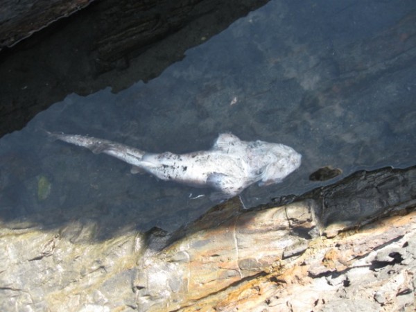 Dead Shark FishiIMG 0274 1 Dead Shark FishiIMG 0274 1