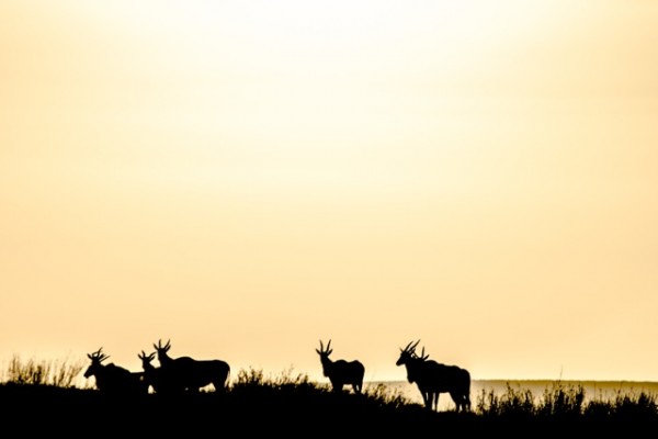 Eland Sunset Eland Sunset