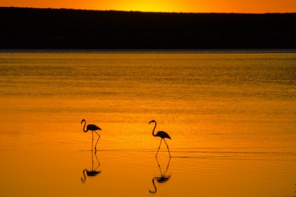 Flamingos Sunset Flamingos Sunset