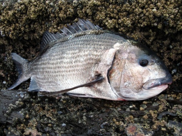 Musselcracker Sparodon durbanensis Musselcracker Sparodon durbanensis