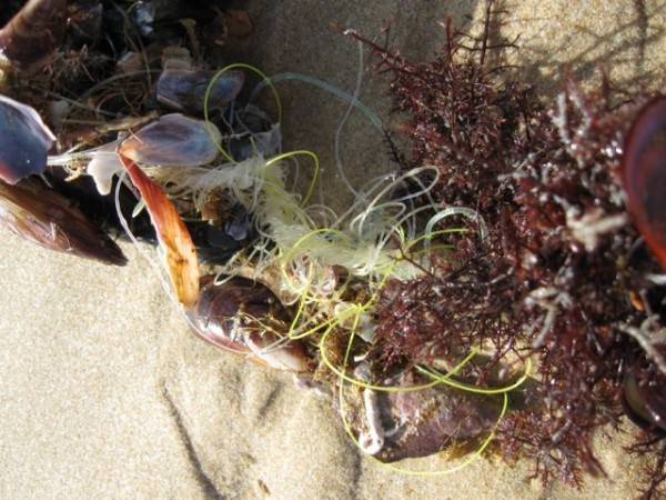 Mussels PlasticIMG 0417 3 Mussels PlasticIMG 0417 3