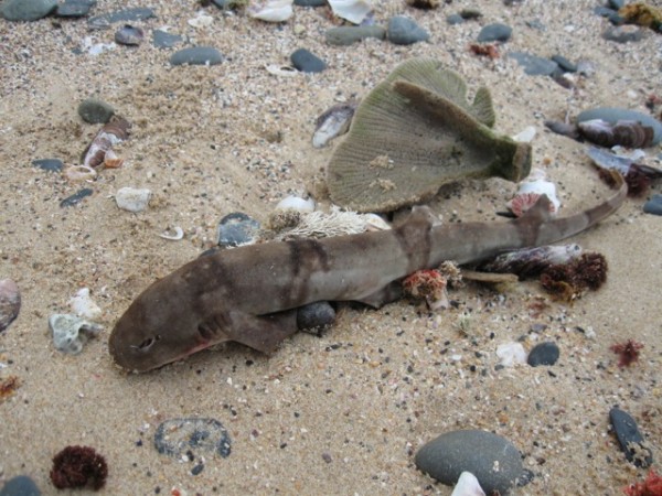 Shyshark 2 Shyshark 2