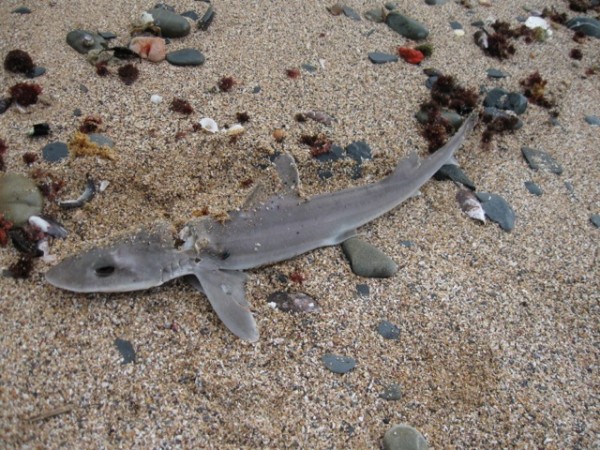 Smooth hound sha 2 Smooth hound sha 2