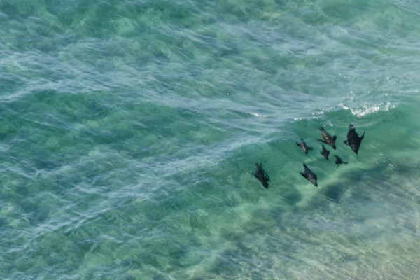 Surfing seals Surfing seals