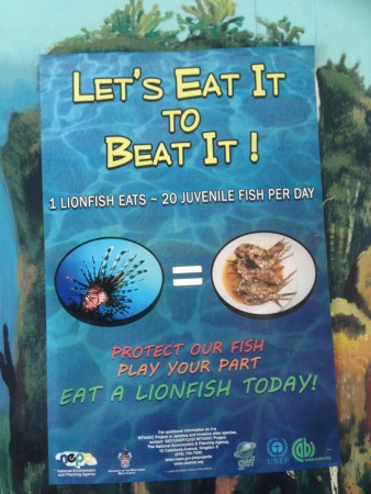 Lion Fish poster  Jamaica Lion Fish poster  Jamaica