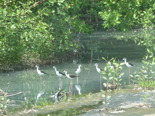Rejuvenated mangroves Rejuvenated mangroves