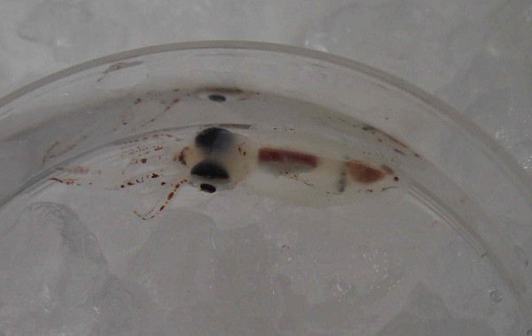 Junger Tintenfisch Junger Tintenfisch