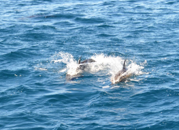 Pod of dolphins following the ship / Eine Schule Delfine begleitet das Schiff. Pod of dolphins following the ship / Eine Schule Delfine begleitet das Schiff.