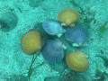 Sechs f&auml;cherf&ouml;rmige Jakobsmuscheln mit gelben, blauen und violetten Schalen liegen auf einem sandigen Meeresboden zwischen kleinen Steinen und Seegras.