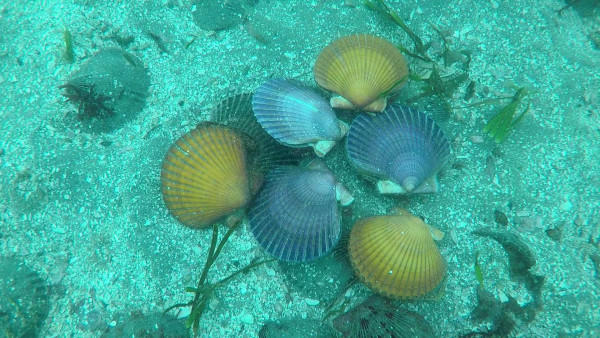 Sechs fächerförmige Jakobsmuscheln mit gelben, blauen und violetten Schalen liegen auf einem sandigen Meeresboden zwischen kleinen Steinen und Seegras.