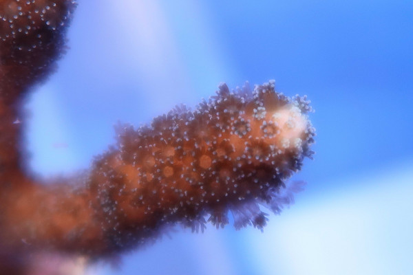 maree experiments naonplatiscs corals elana kysil   web maree experiments naonplatiscs corals elana kysil   web