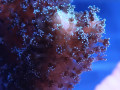 maree experiments naonplatiscs corals elana kysil   web