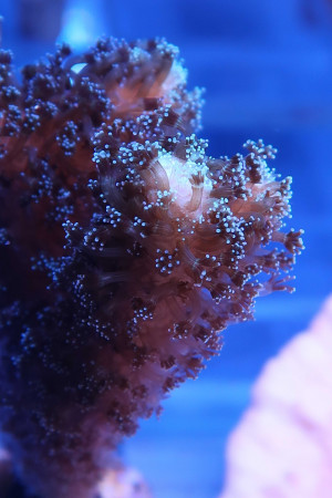 maree experiments naonplatiscs corals elana kysil   web maree experiments naonplatiscs corals elana kysil   web