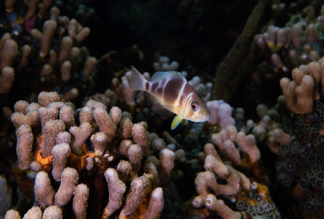 Ein kleiner tropischer Fisch mit braun-weißen Streifen, blauen Punkten im Gesicht und gelben Flossen schwimmt zwischen verzweigten Korallen. Die Korallen sind hellbraun und mit feinen Polypen bedeckt, während der dunkle Hintergrund die Farben des Fisches hervorhebt.