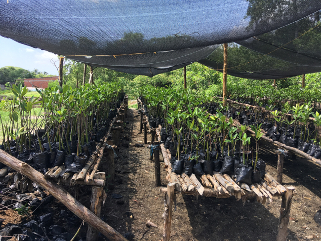 The image shows a nursery for young mangrove plants, arranged in rows on raised wooden platforms under a shade cloth canopy. Each plant is in a small black plastic bag filled with soil.