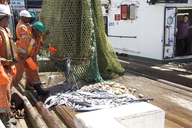 Research expedition to the Benguela upelling system on the RV Meteor | Photo: Werner Ekau