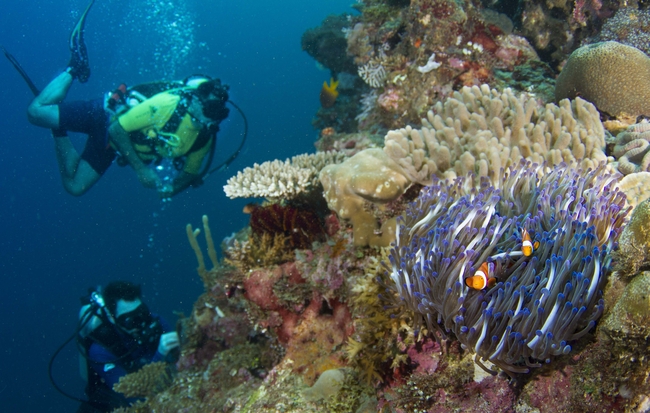 A pair of anemonefish hiding from divers in tentacles of their host anemone | Photo: Evan Brown, Auckland University of Technology