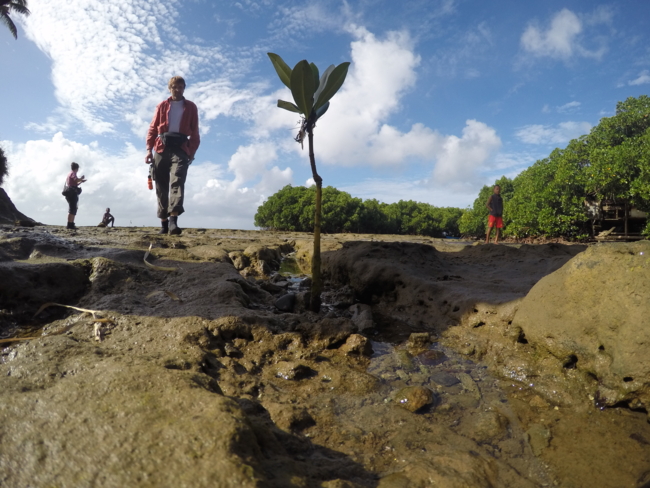 People walk over muddy ground. A small mangrove tree grows in front of them. A man in a red shirt and brown trousers stands behind the small tree.