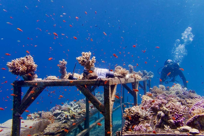 Underwater scene showing a coral restoration structure made of metal beams and platforms covered with growing coral fragments. A scientific diver swims in the background near the right side of the image, releasing a trail of bubbles.