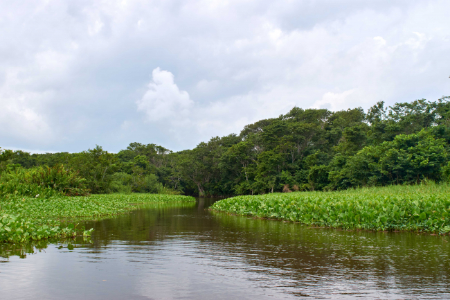 In dem Projekt auf Kuba werden Sedimente aus Mangrovenwäldern und Seegraswiesen im Gran Humedal del Norte de Ciego de Avila Feuchtgebiet untersucht und die Kohlenstoffvorräte berechnet. | Foto: Tim Jennerjahn, ZMT
