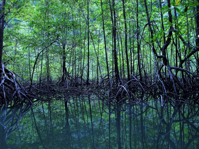 Mangrovenwald in Costa Rice, die markanten Wurzeln der Bäume spiegeln sich im Wasser