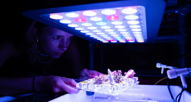 Woman places a tray with coral underneath a UV lamp