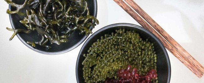 Two small black bowls filled with different types of edible seaweed on a white surface. The bowl on the left contains dark green, branch-like seaweed. The bowl on the right holds bright green, bead-like sea grapes (Caulerpa lentillifera) and a cluster of reddish-purple seaweed. A pair of brown wooden chopsticks rests diagonally above the bowls.