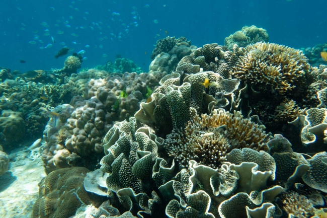 An underwater scene of a vibrant coral reef featuring various coral formations in shades of brown, green, and beige.