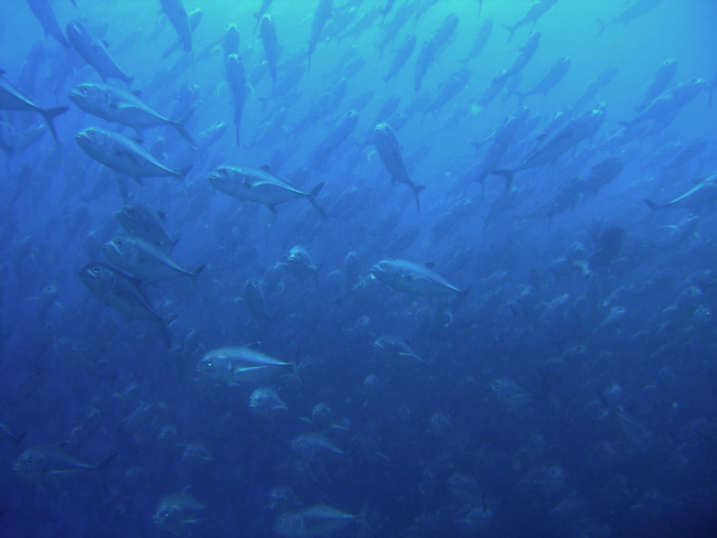 Fischschwarm im tiefblauen Meer