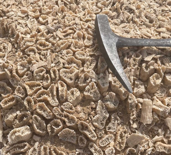 Close-up of a rocky surface densely covered with small, beige fossilized coral structures, each showing intricate ridged patterns. A metal rock hammer with a pointed tip rests on the right side of the image, providing scale against the clustered fossils embedded in the ground.