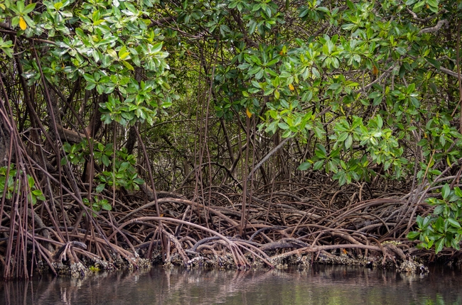 Dense mangrove forest at the water’s edge, with bright green oval leaves forming a thick canopy and a tangled mass of brown, arching roots exposed below. The roots weave horizontally and vertically above shallow, calm water, where their shapes are reflected on the surface, creating a layered, textured scene of vegetation and shoreline.