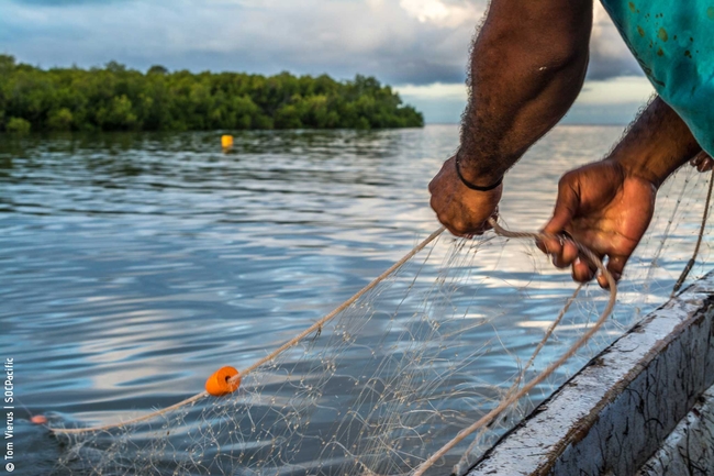 A man pulls a fishing net out of the water. A coastline with mangroves can be seen in the background.