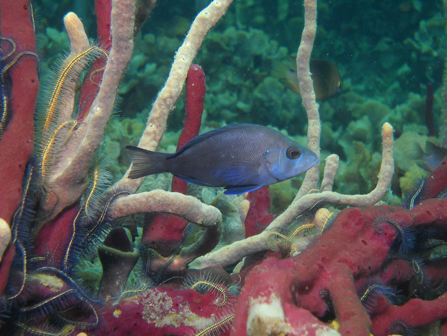 Blue fish swimming among red and pale sponges and numerous brittle stars in a densely populated underwater landscape.
