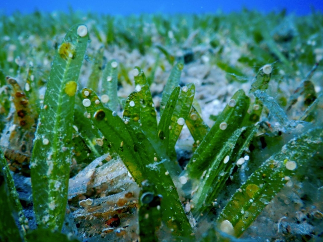An underwater close-up of a seagrass bed, showing vibrant green blades covered in small white and yellowish circular growths.
