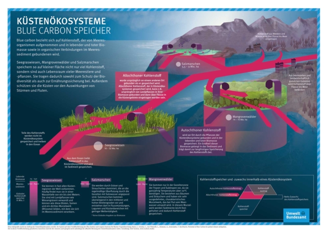 Illustration of the storage of blue carbon in various marine ecosystems such as seagrass meadows, mangroves or salt marshes.