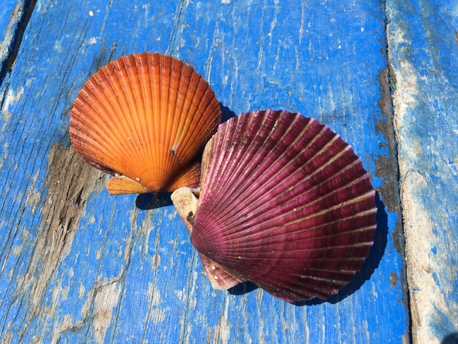 Nahaufnahme zweier Jakobsmuscheln mit orangefarbener und violetter Schale auf einer verwitterten, blau gestrichenen Holzoberfläche. Die fächerförmigen Schalen zeigen deutlich ihre feinen Rippen.